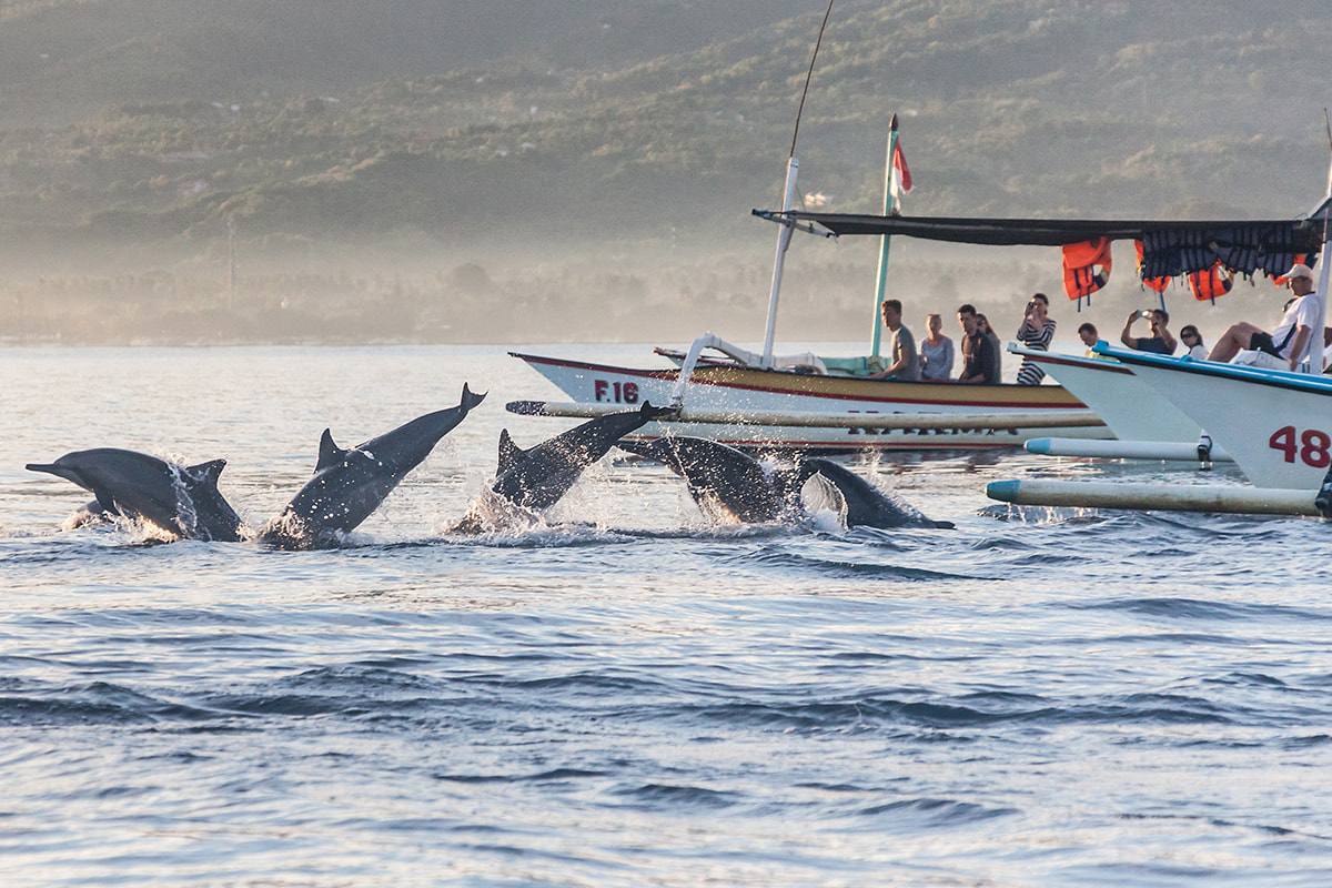 Dolphin Spotting Adventure