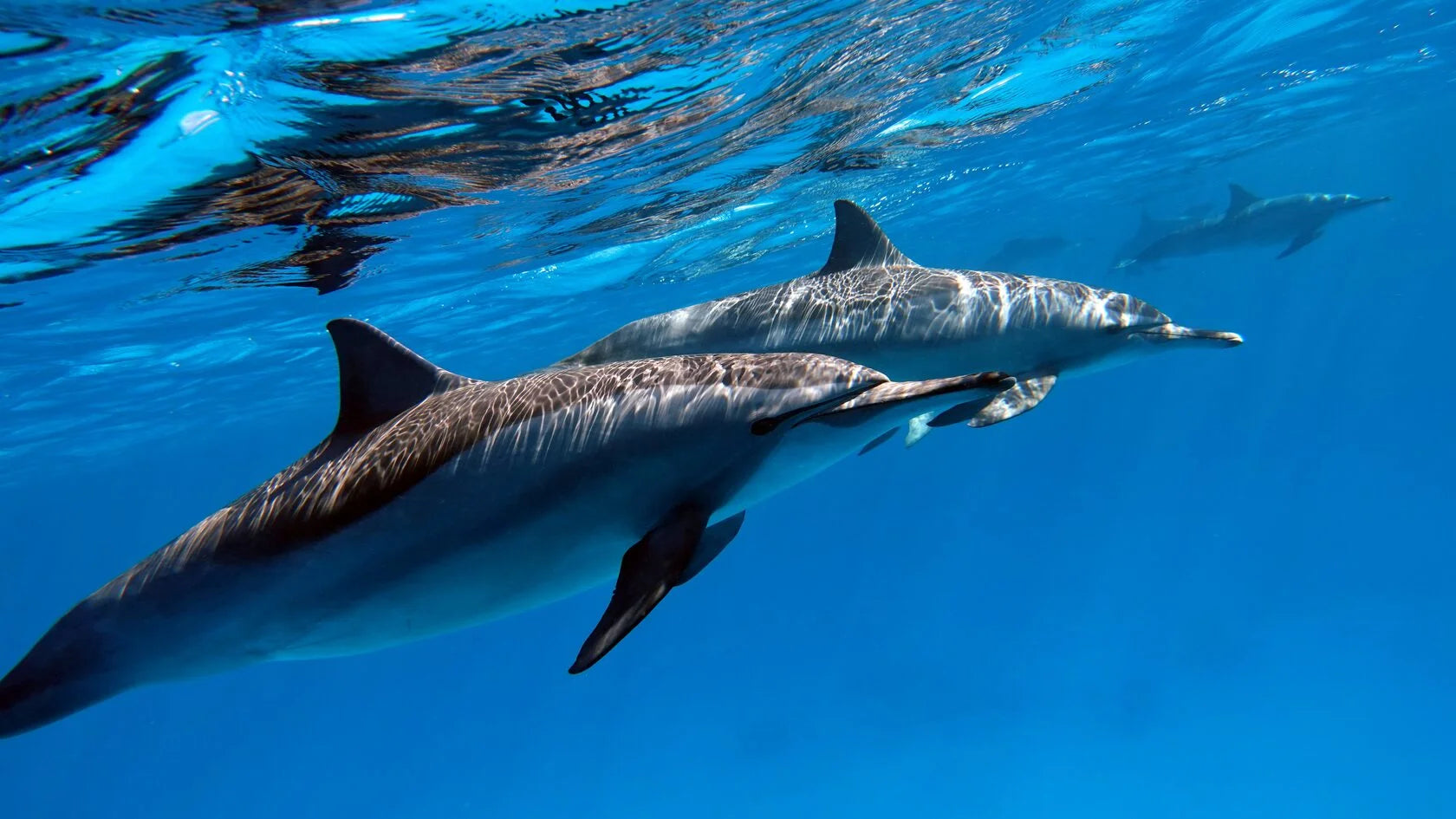 Dolphin Spotting Adventure