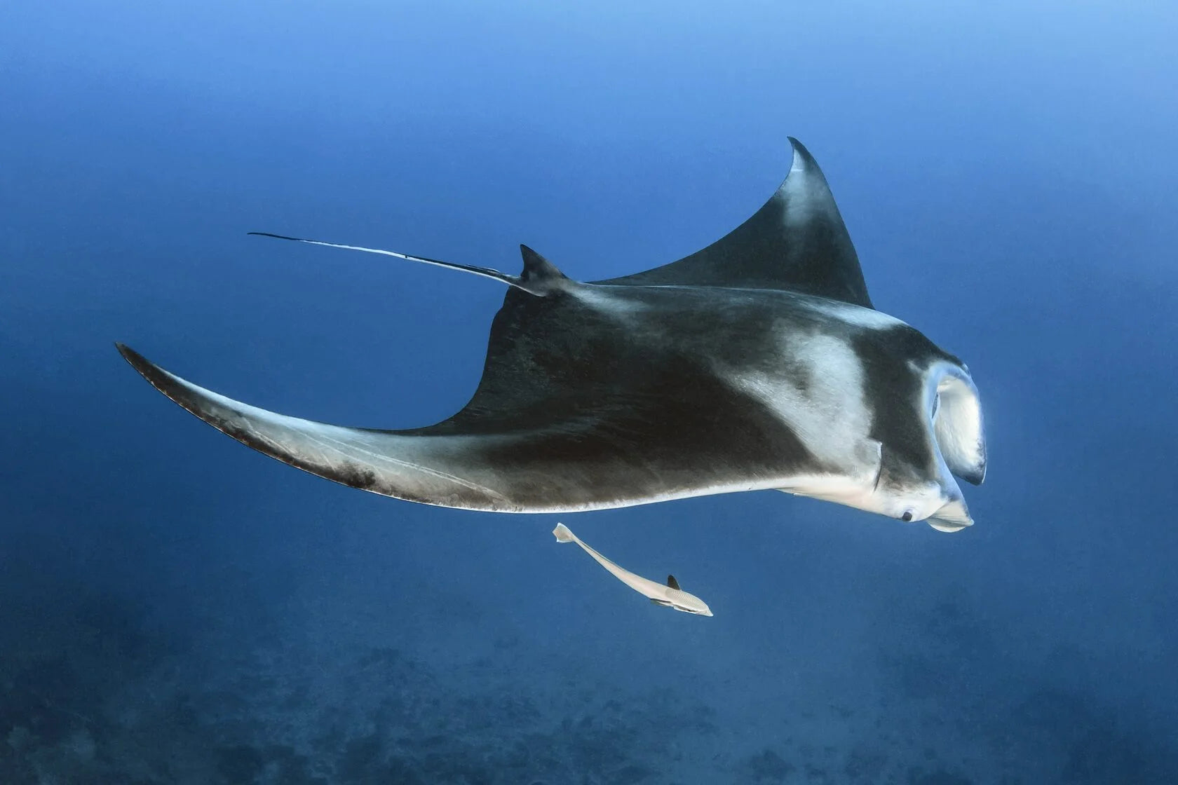 Nusa Penida — a Paradise Island "Light"